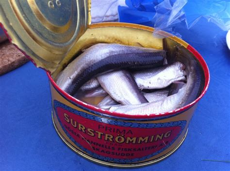 smelliest fish in the world|Surströmming